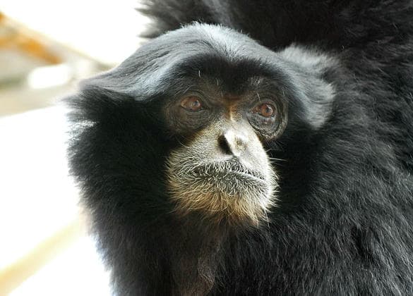 動物図鑑・フクロテナガザル